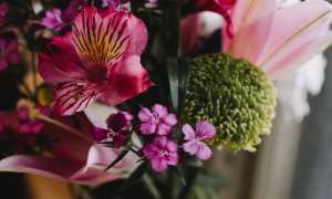 Почему парень перестал дарить цветы? Узнайте причины и последствия